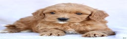 Mini Goldendoodle dogs for sale: Lucy  - Ad 1
