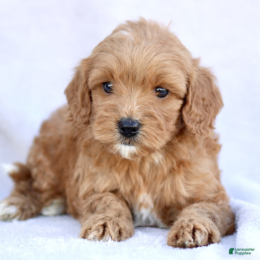 Mini Goldendoodle dogs for sale: Lucy  - Ad 1