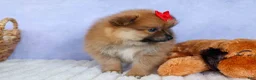 Pomeranian dogs for sale: Fabio  - Ad 8