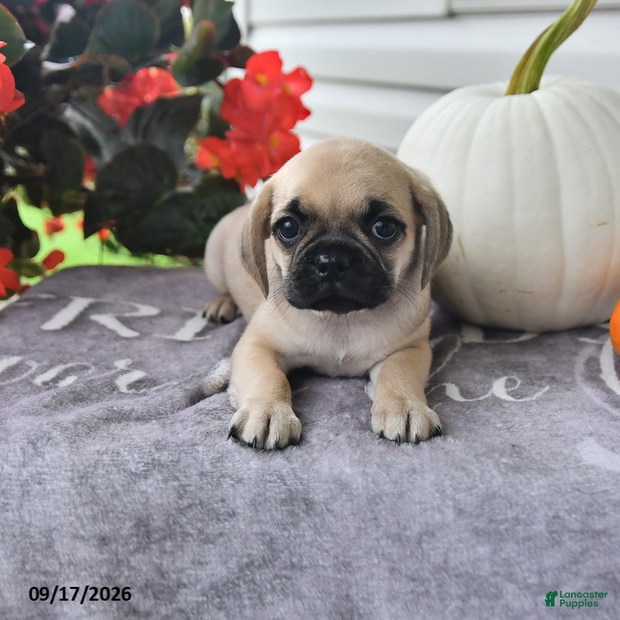Puggle dogs for sale: Dusty - Ad 2