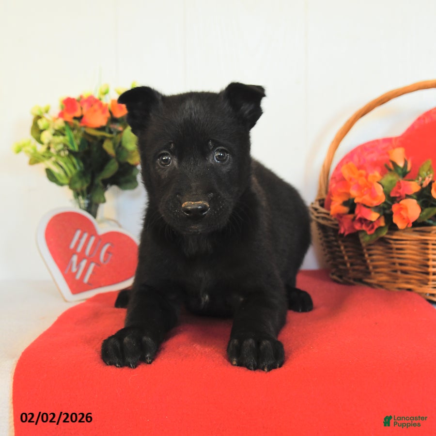 Belgian Malinois dogs Rambo - Ad 2