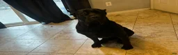 Cane Corso dogs for sale: Cane Corso Puppy 1 - Ad 4