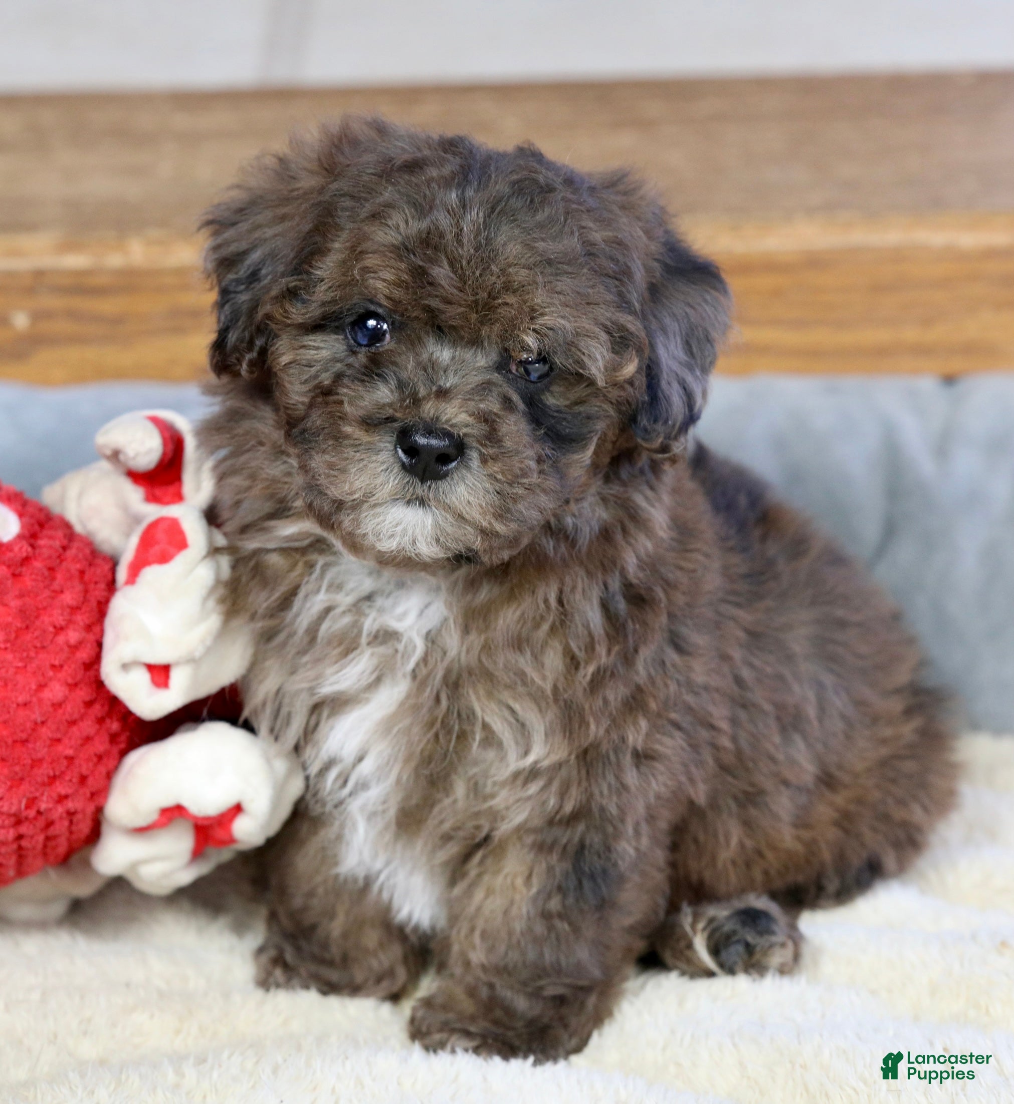 Miniature Poodle dogs Huxlee - Ad 40