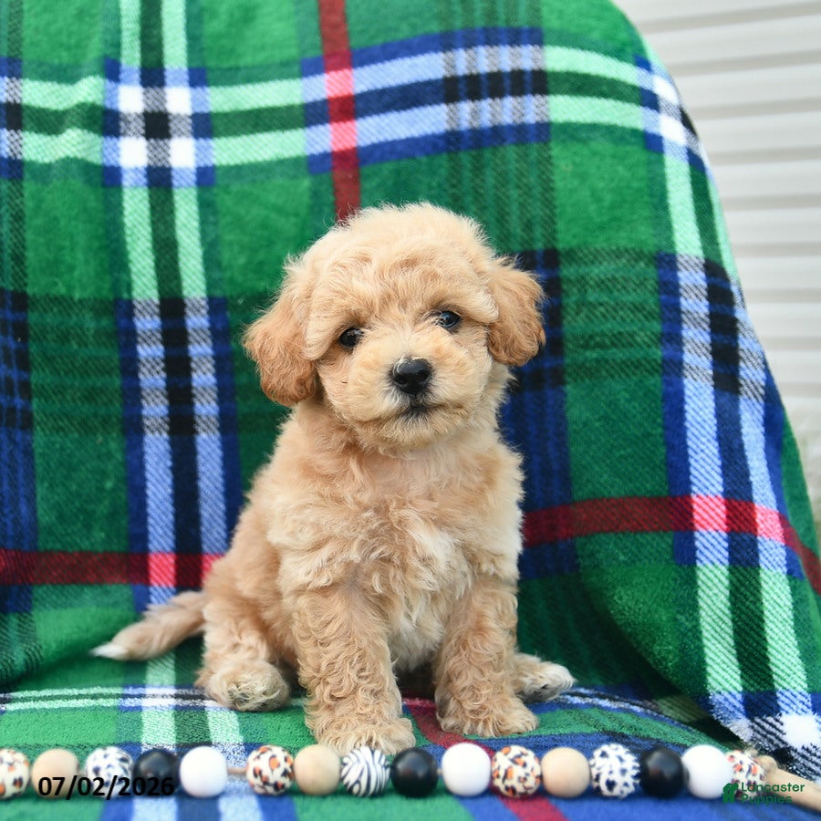 Bichpoo dogs Hoppy  - Ad 1