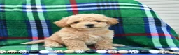Bichpoo dogs for sale: Hoppy  - Ad 1