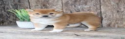 Shiba Inu dogs for sale: Zeus - Ad 2