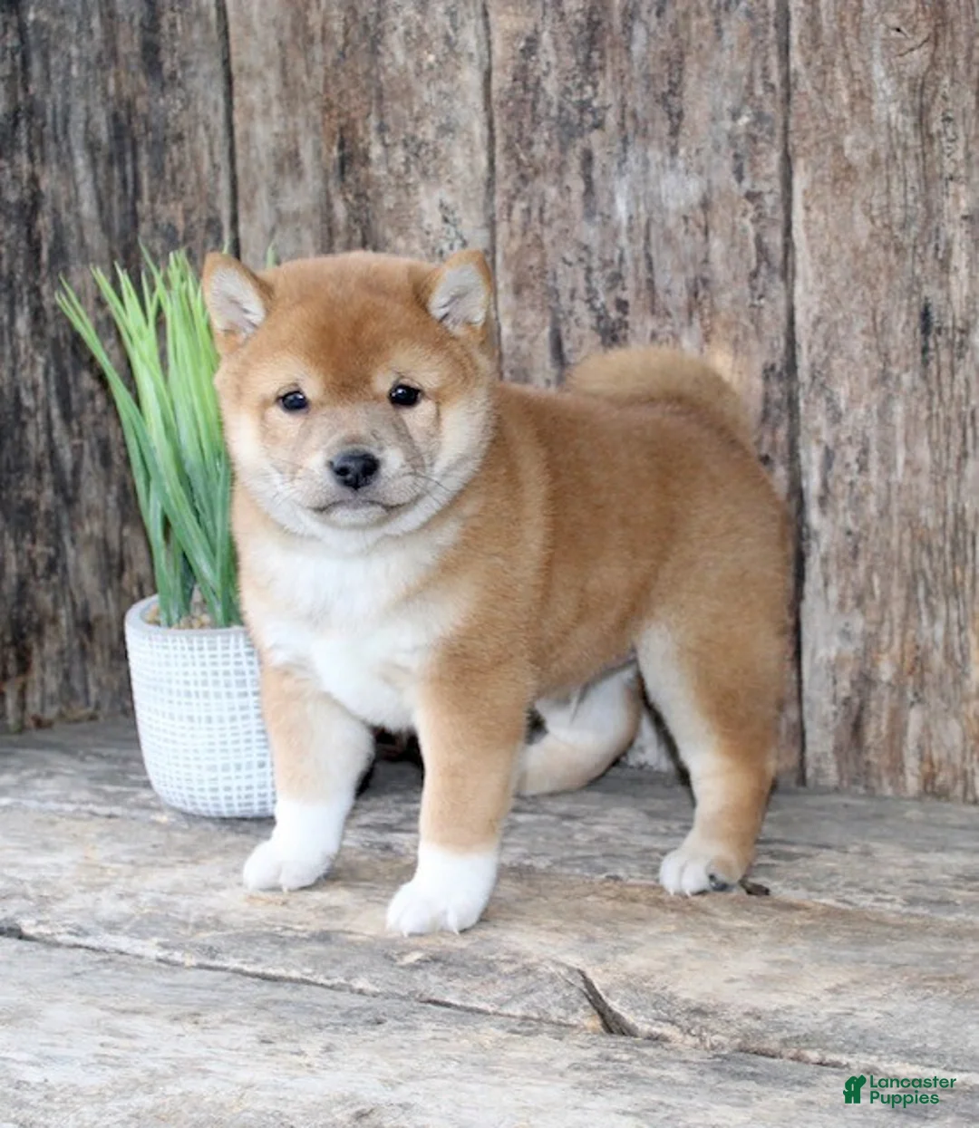 Shiba Inu dogs for sale: Zeus - Ad 2