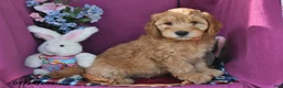 Mini Goldendoodle dogs for sale: Chief - Ad 3