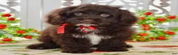 Cockapoo dogs for sale: Claudia - Ad 6