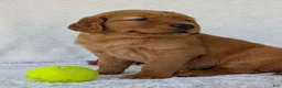 Golden Retriever dogs for sale: Miss Ruby  - Ad 5
