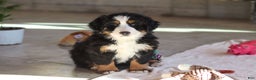 Bernese Mountain Dog dogs for sale: Bailey - Ad 2