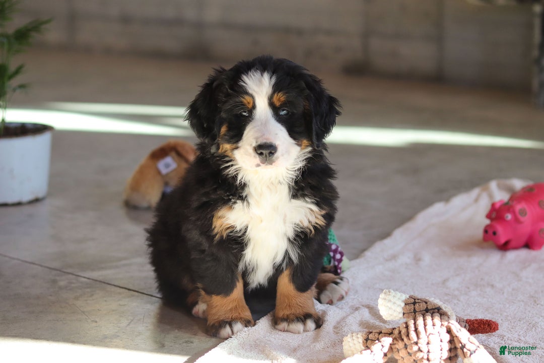 Bernese Mountain Dog dogs for sale: Bailey - Ad 2