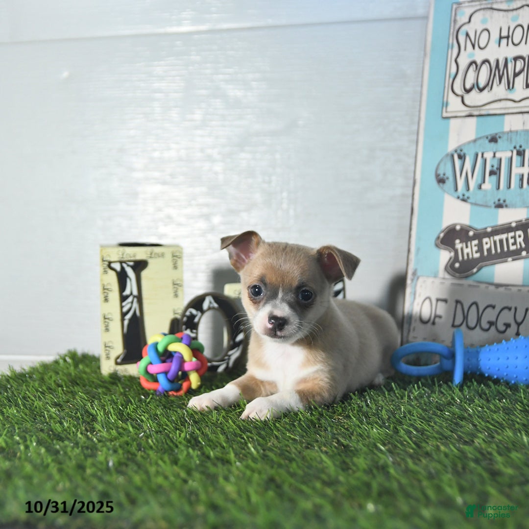 Chihuahua dogs for sale: Fritz - Ad 12