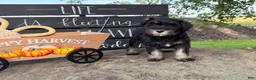 Miniature Schnauzer dogs for sale: Tiffany Miniature Schnauzer  - Ad 12