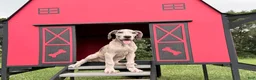 Great Dane dogs for sale: Pansy Great Dane  - Ad 7