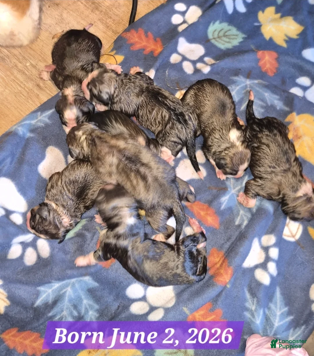 Mixed Breed dogs for sale: First Pick Female St Bernese Puppy dob 6/2/26 - Ad 1