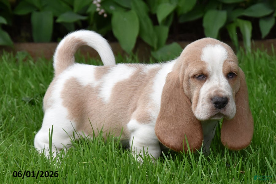 Basset Hound dogs Gunner - Ad 2