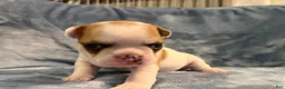French Bulldog dogs for sale: French Bulldog 3 - Ad 4