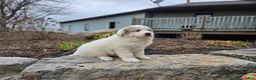 Great Pyrenees dogs for sale: Tucker - Ad 4