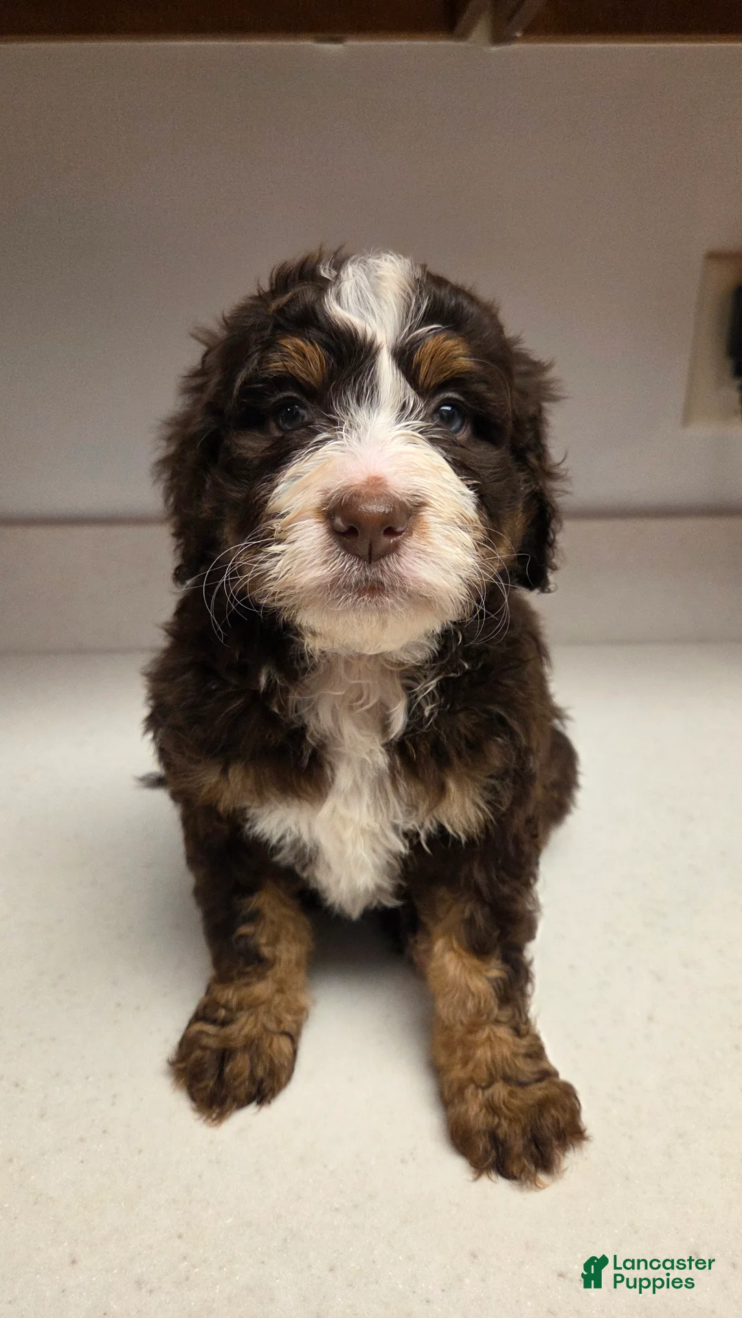 Bernedoodle dogs for sale: Bernedoodle Puppy 1 - Ad 4