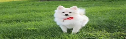 Pomeranian dogs for sale: Cooper  - Ad 11