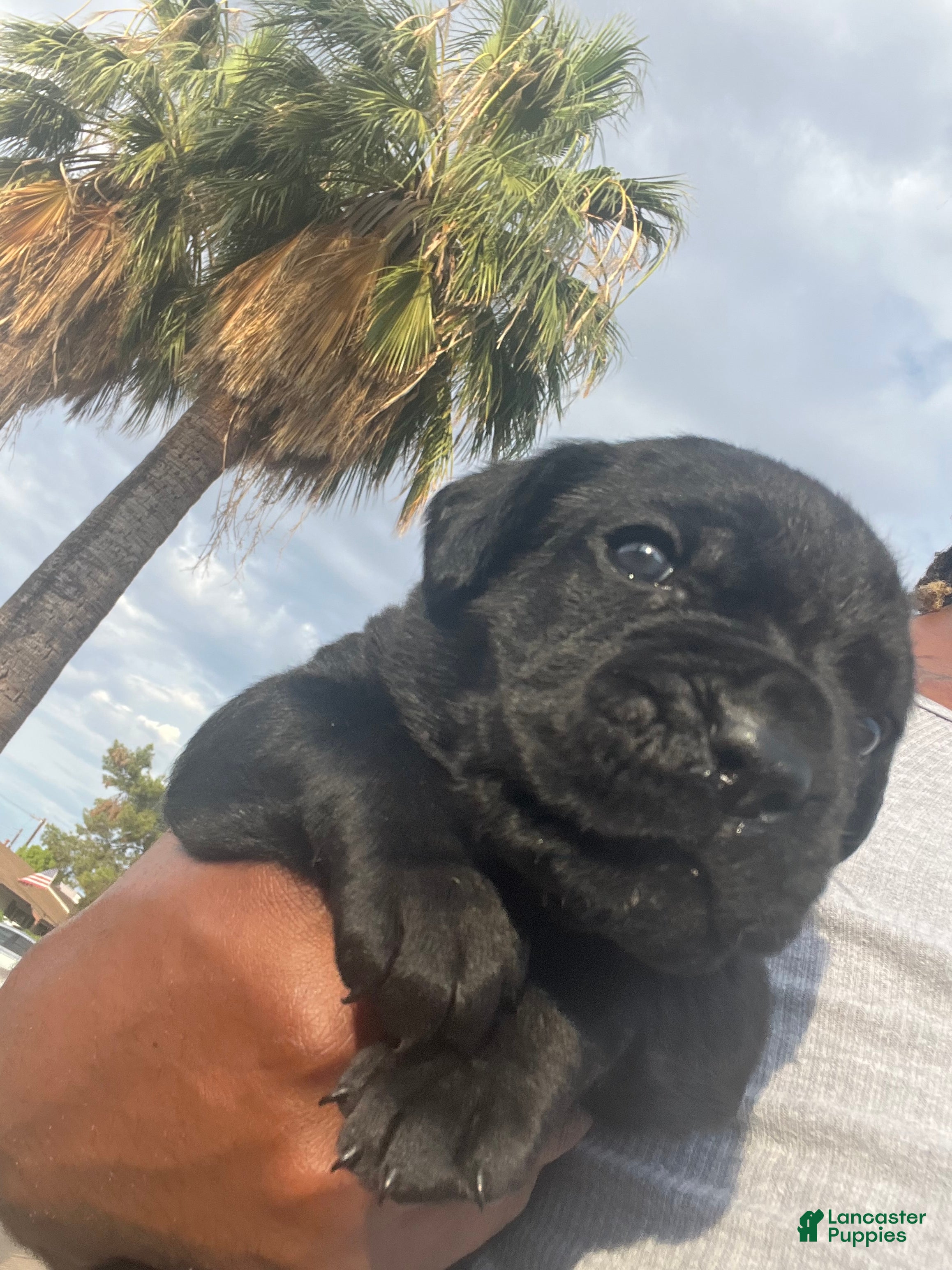 Cane Corso dogs zelda - Ad 2