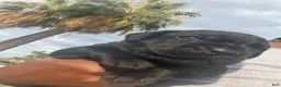 Cane Corso dogs for sale: zelda - Ad 2