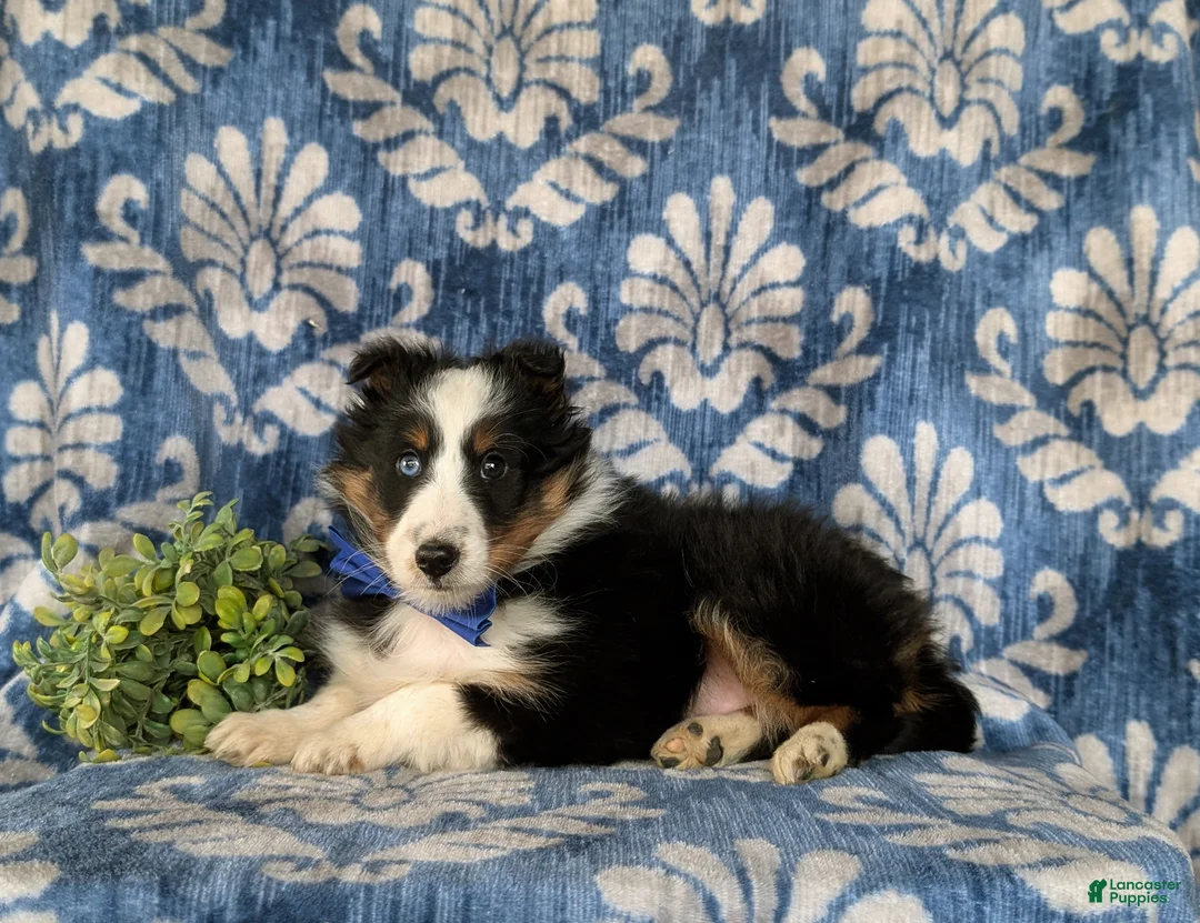 Shetland Sheepdog dogs for sale: Drake  - Ad 5