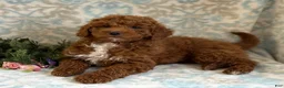Mini Goldendoodle dogs for sale: Blitz - Ad 7