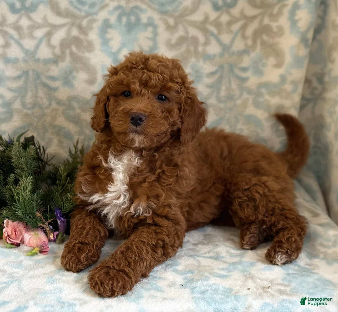 Mini Goldendoodle dogs for sale: Blitz - Ad 7