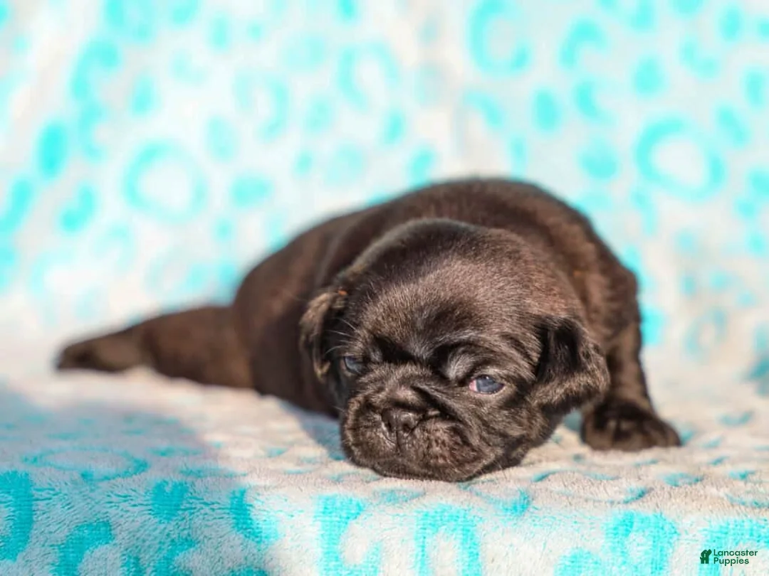 Pug dogs for sale: Lawson - Ad 4