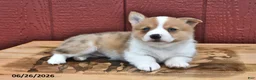 Welsh Corgi Pembroke dogs for sale: Jasmine - Ad 3