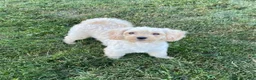 Mixed Breed dogs for sale: Dolly - Ad 4