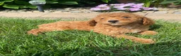 Miniature Poodle dogs for sale: Bily - Ad 9