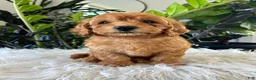 Mini Goldendoodle dogs for sale: Diego - Ad 6