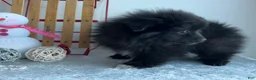 Pomeranian dogs for sale: Blackie - Ad 3