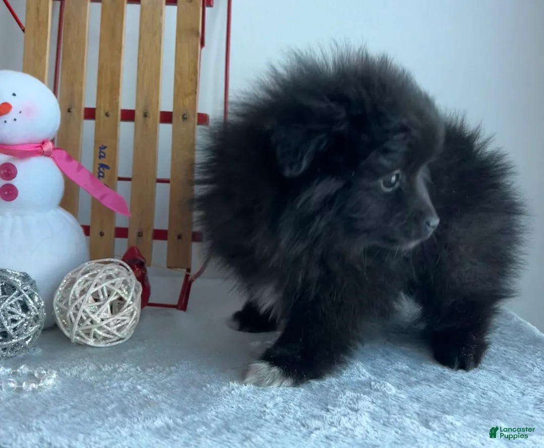 Pomeranian dogs for sale: Blackie - Ad 3
