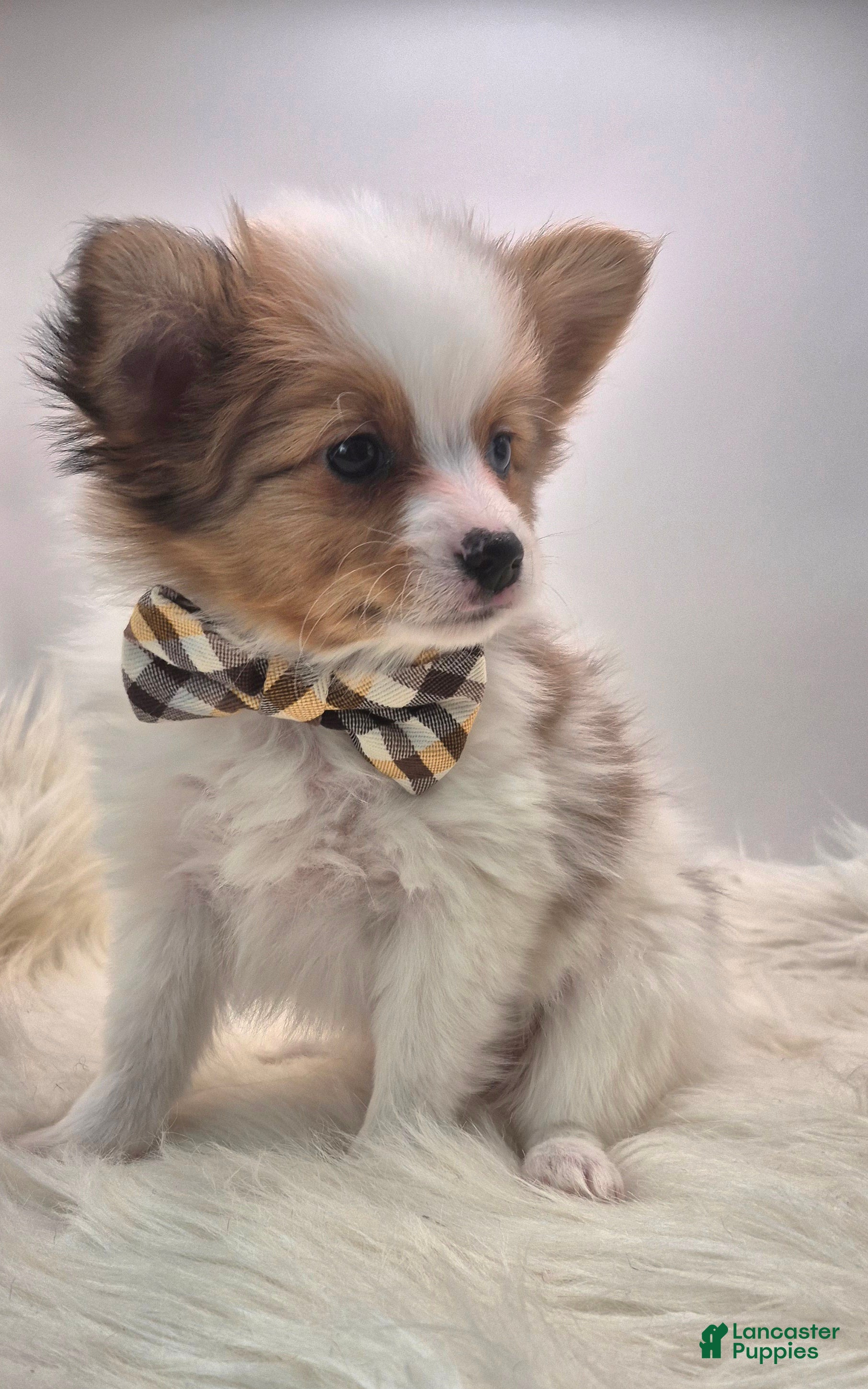 Papillon dogs Purple Boy(Sam) - Ad 2