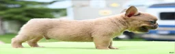 Mixed Breed dogs for sale: Peanut micro puppy  - Ad 4
