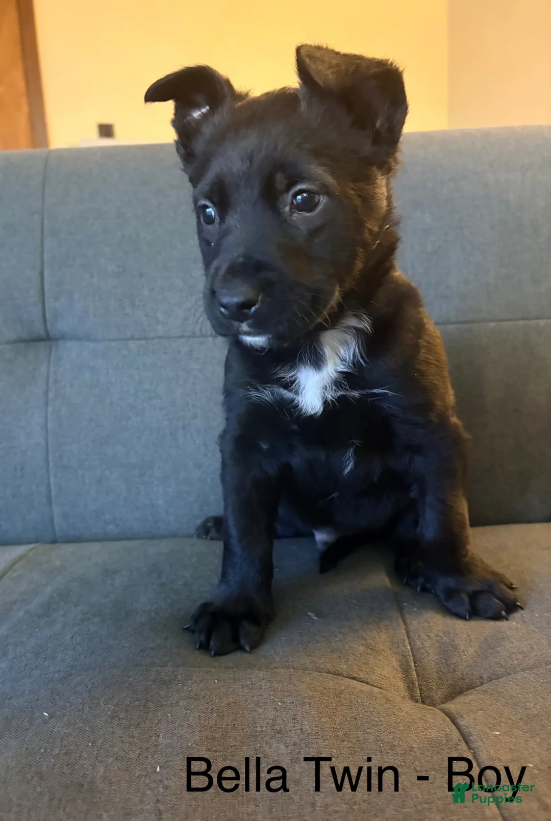 Mixed Breed dogs for sale: Mixed Breed Puppy 10 - Ad 1