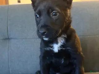 Mixed Breed dogs Mixed Breed Puppy 10 - Ad 35