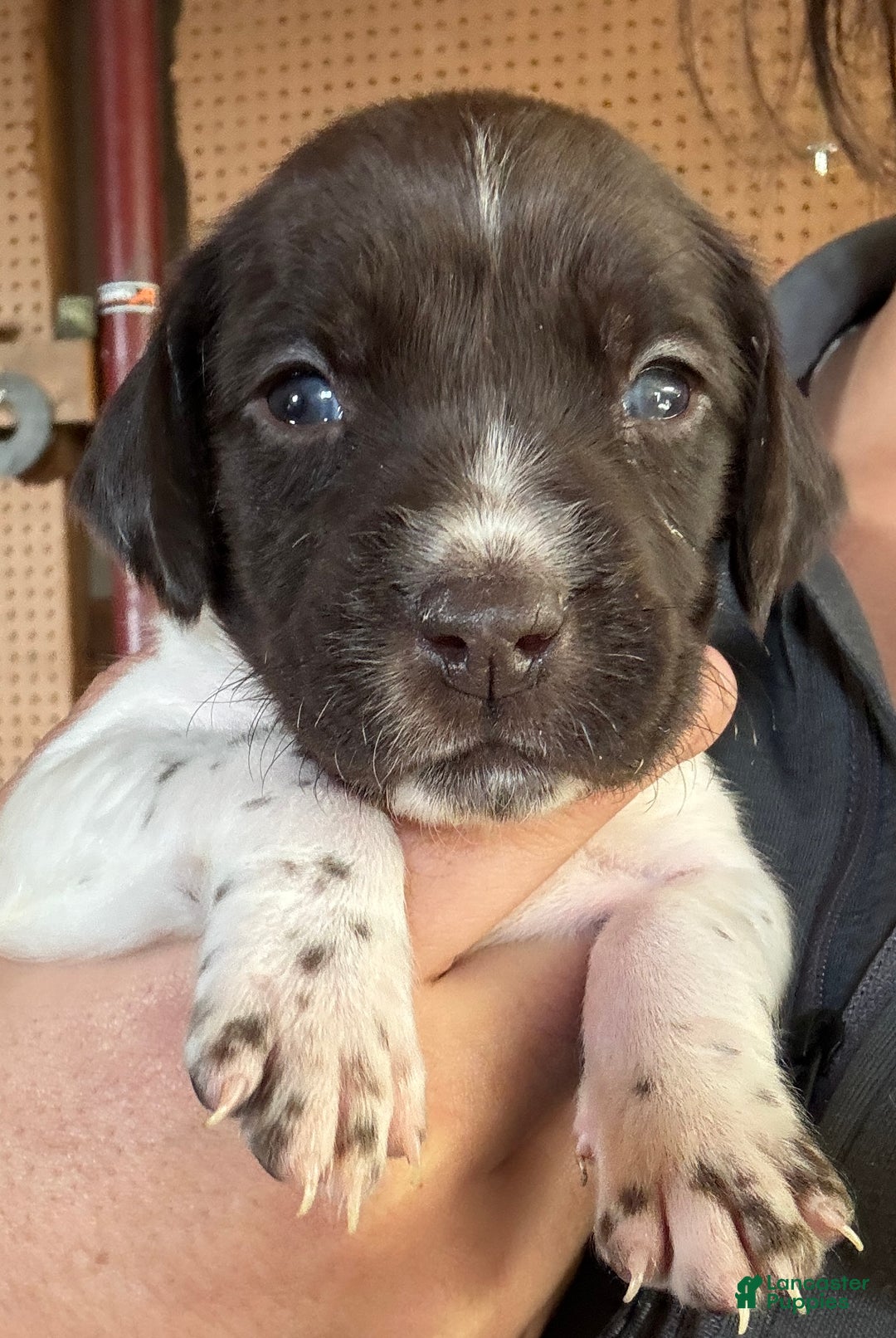 German Shorthaired Pointer dogs for sale: Willow  - Ad 1
