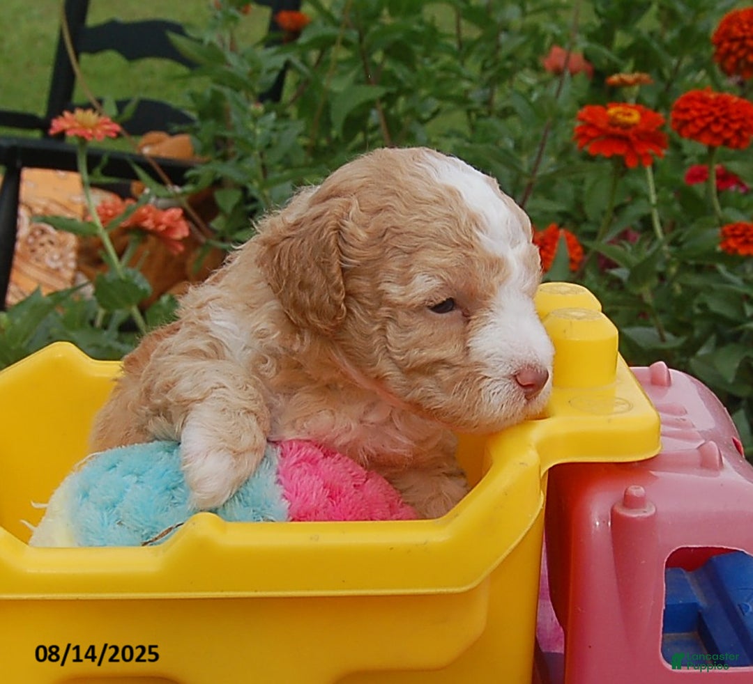 Toy Poodle dogs for sale: Blaze - Ad 11