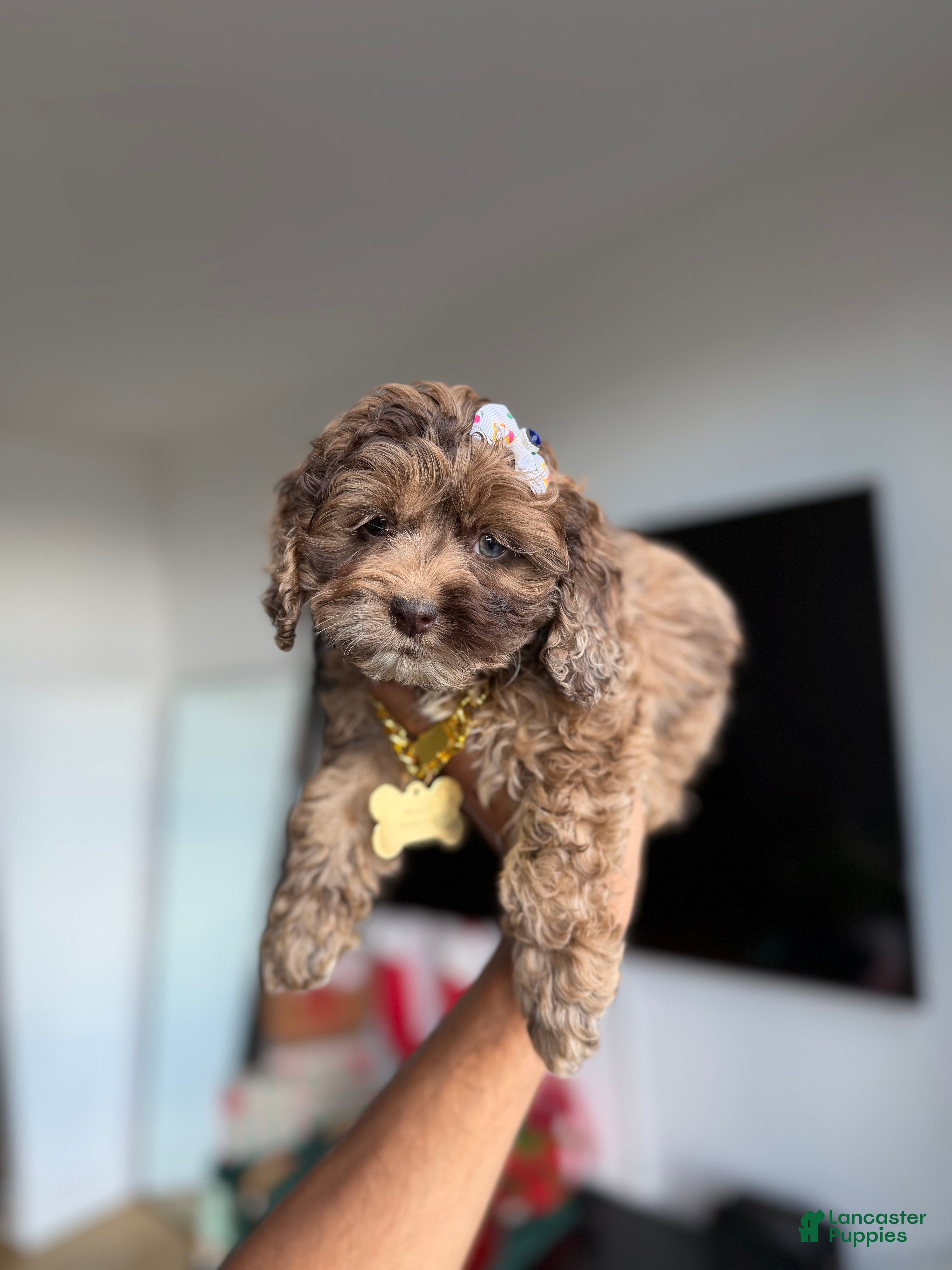 Cockapoo dogs Princess - Ad 8