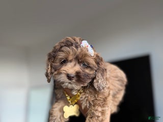Cockapoo dogs Princess - Ad 37