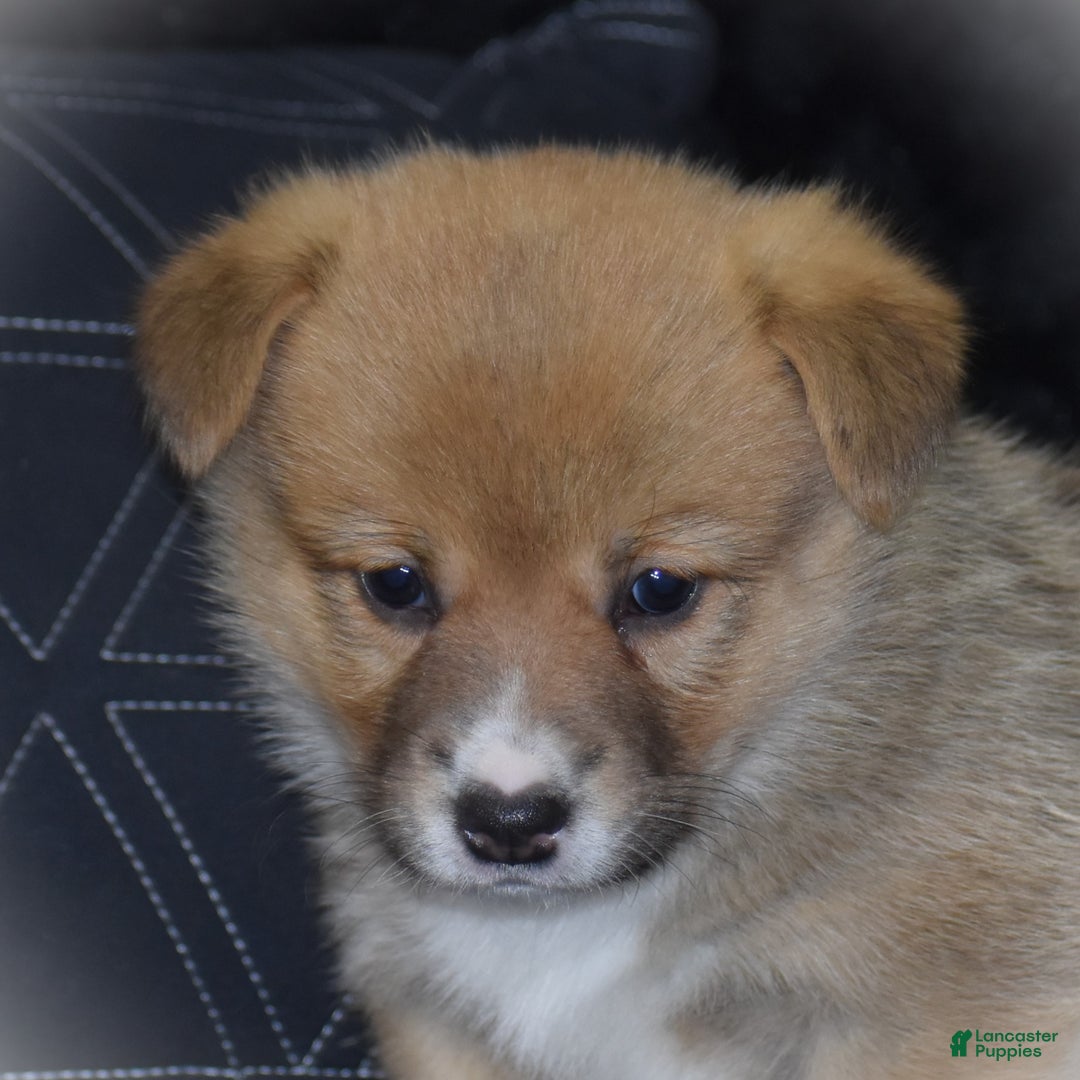 Welsh Corgi Pembroke dogs for sale: Mia - Ad 17
