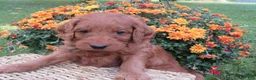 Mini Goldendoodle dogs for sale: Coffee - Ad 4