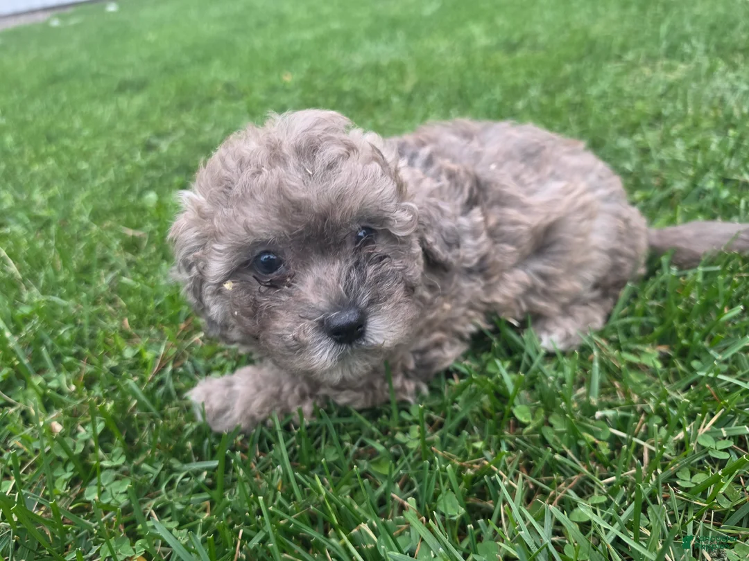 Havapoo dogs for sale: Havapoo Female 1 - Ad 1