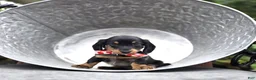Miniature Dachshund dogs for sale: Flint - Ad 1