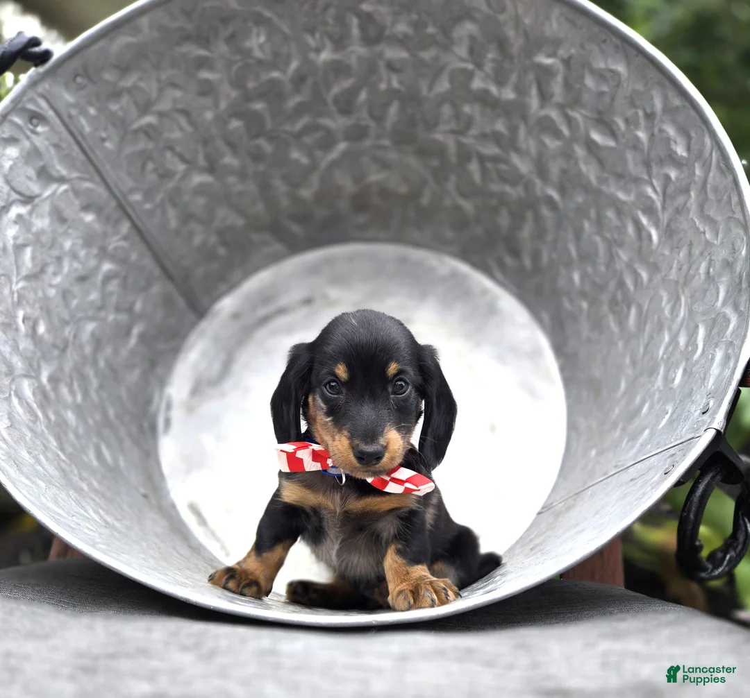 Miniature Dachshund dogs for sale: Flint - Ad 1